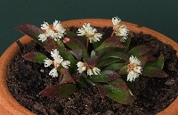Berneuxia yunnanensis